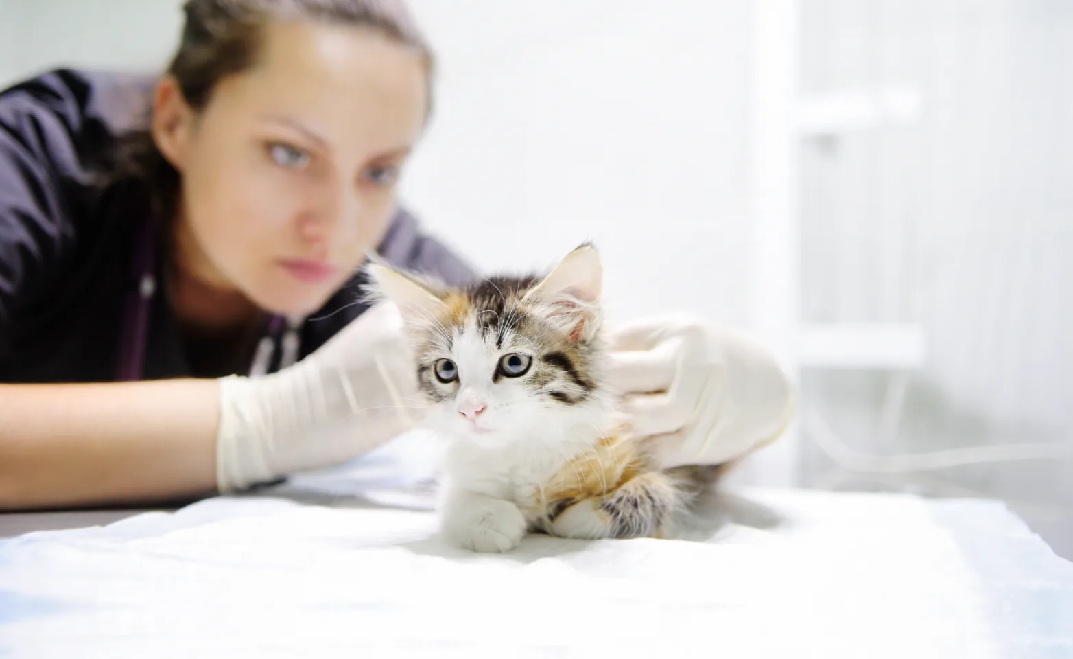 Cat being examined by doctor